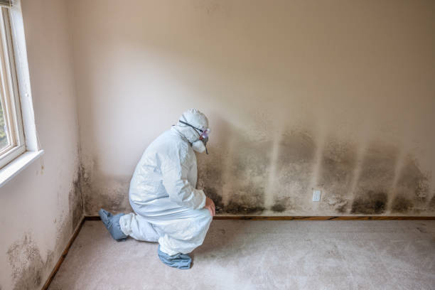 Best Certified Mold Removal  in USA