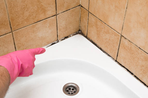 Best Mold Cleaning Services  in USA